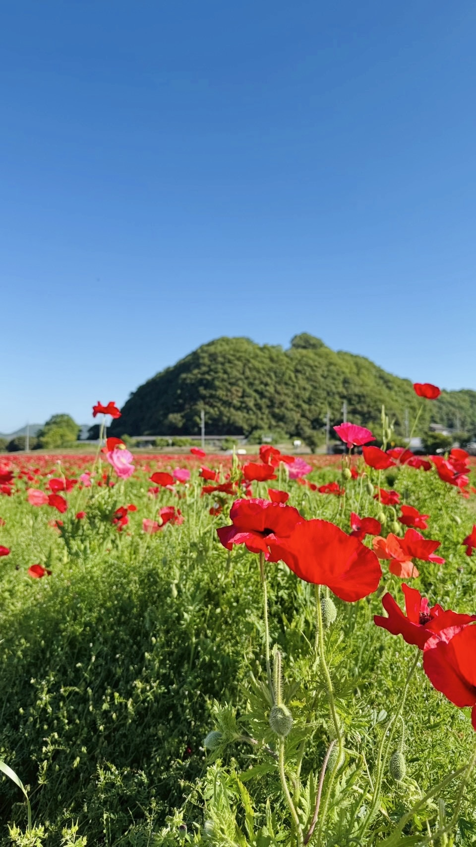 笠岡ベイファーム2