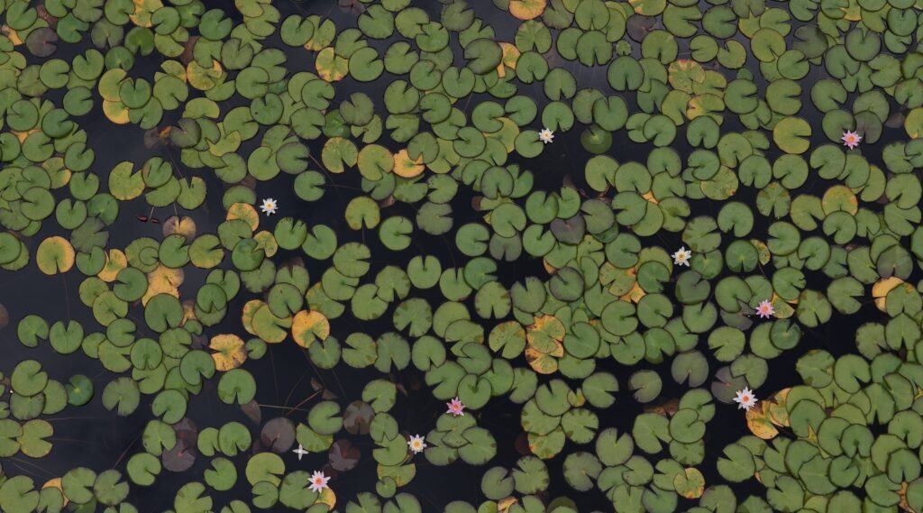 蛇の池俯瞰画像