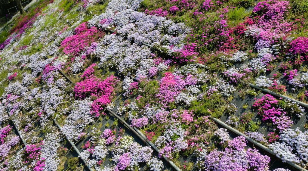 ふくろうの花畑の芝桜