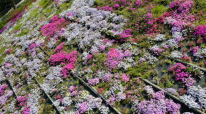 ふくろうの花畑の芝桜